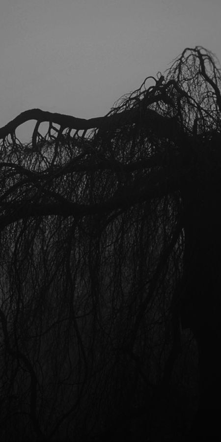 Dark Gothic Tree Wallpaper for iPhone - 4K Photography