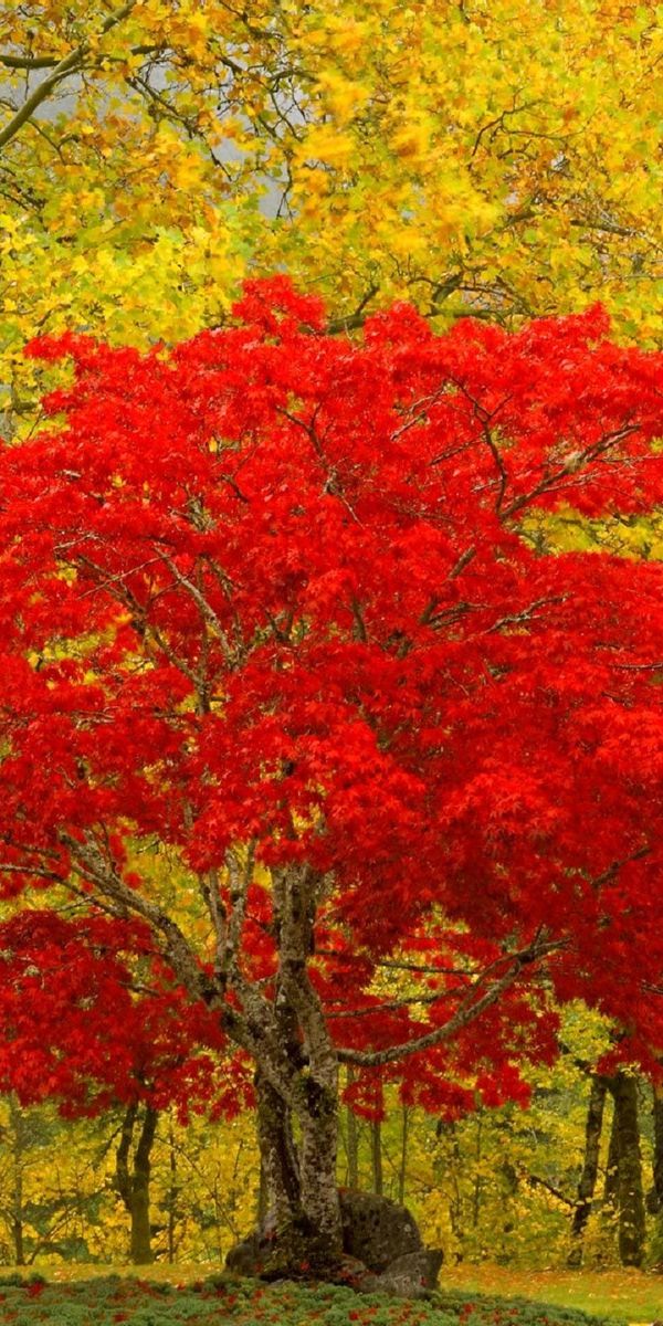 Scenic Newhalem, Washington: Fall Landscape Phone Wallpaper with Red Tree