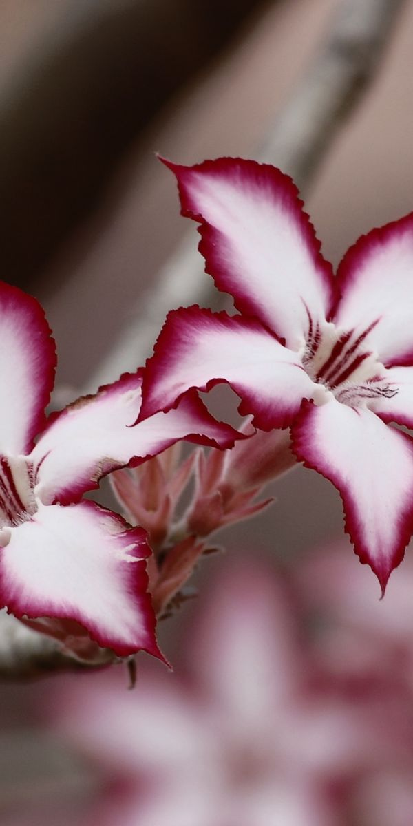Phone wallpaper: Nature, Flower, Macro, Blur, Earth, Lily, White Flower free download