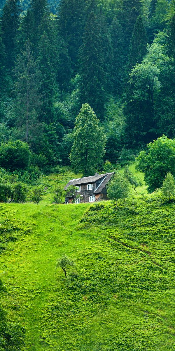 Secluded Lodge Surrounded by Lush Green Nature