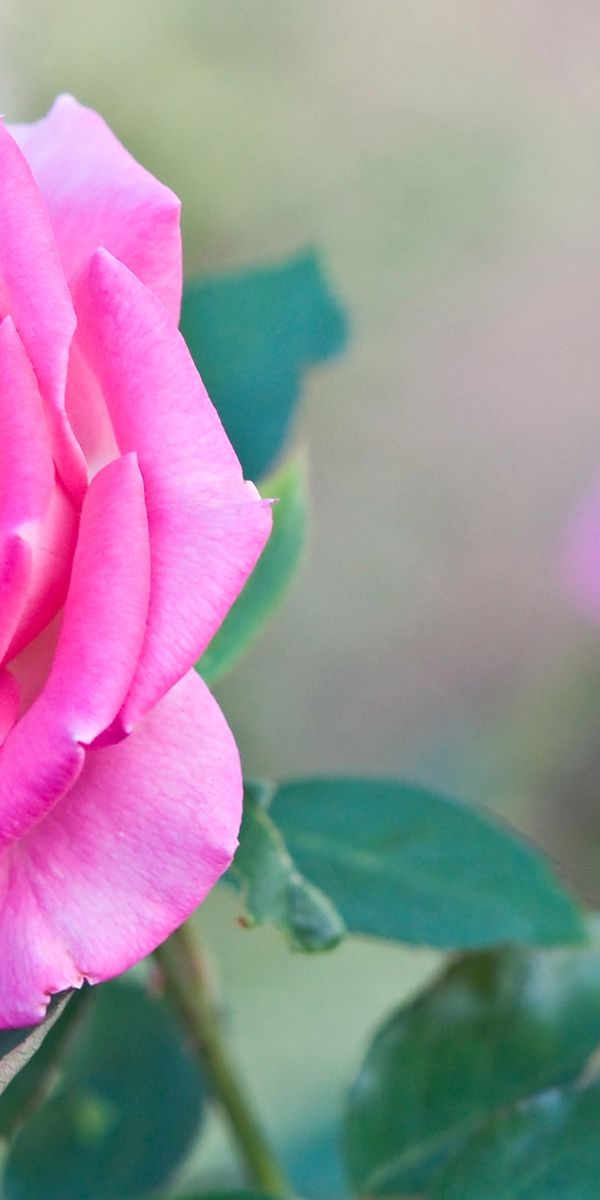 Pink Rose Phone Wallpaper