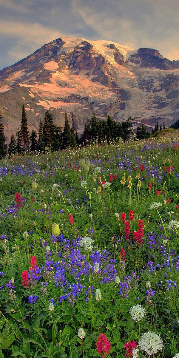 Evening Glade with Vibrant Flowers and Majestic Mountains