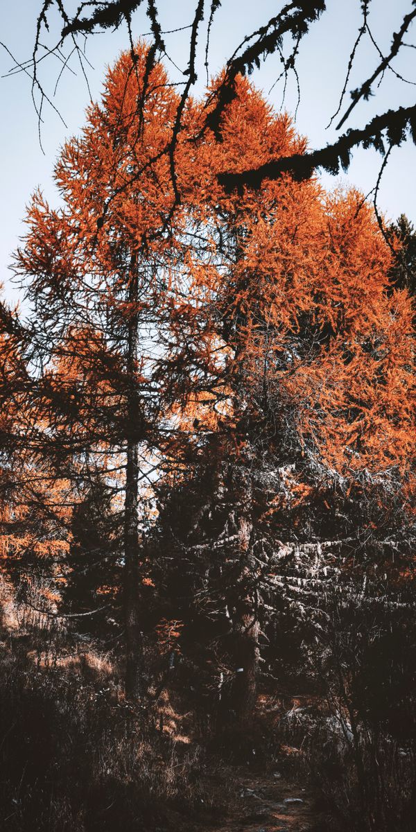 Phone wallpaper: Trees, Coniferous, Pine, Nature, Brown free download