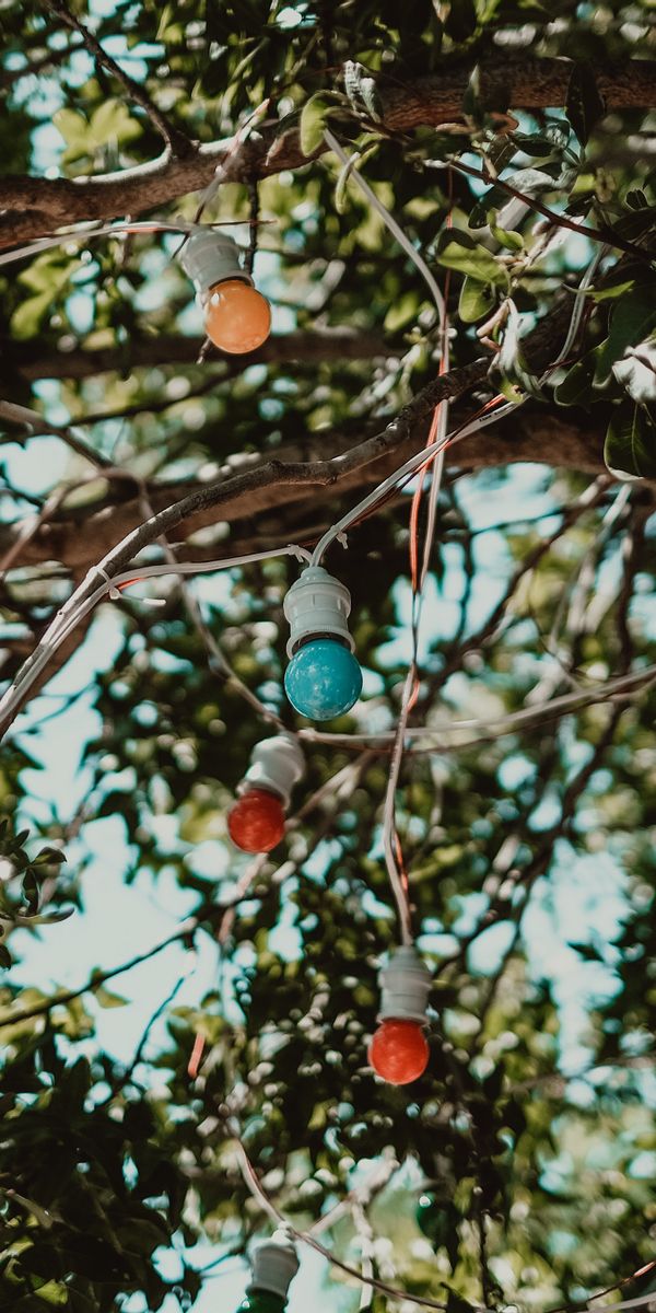 Colorful Garland of Lights on Tree Branches