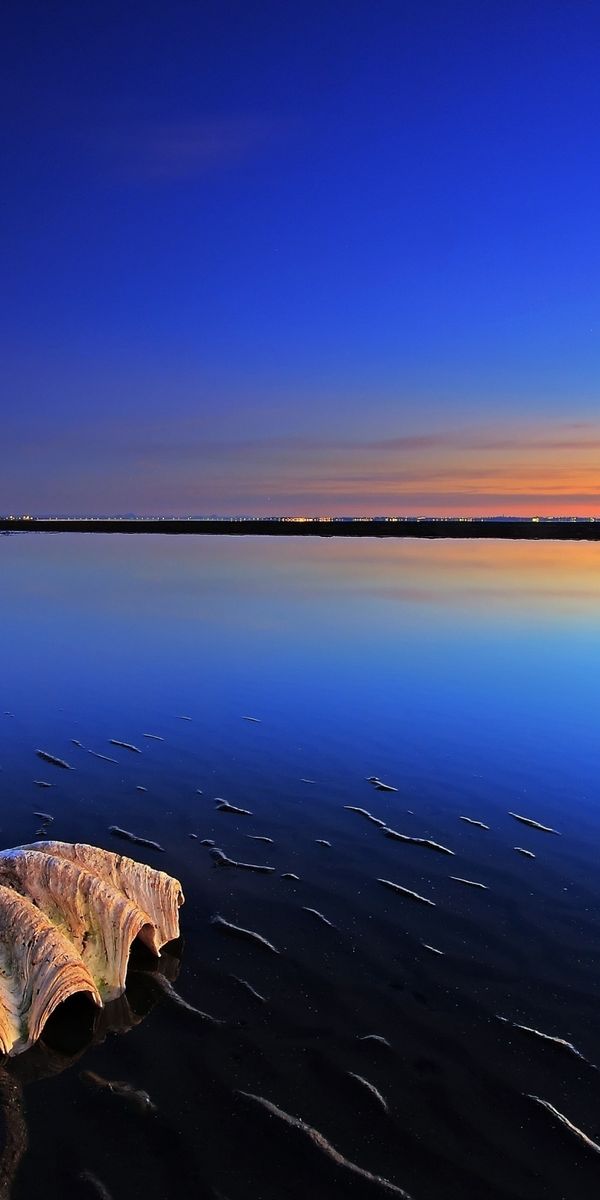 Beautiful Sunset Over Tranquil Ocean with Shell and Tree