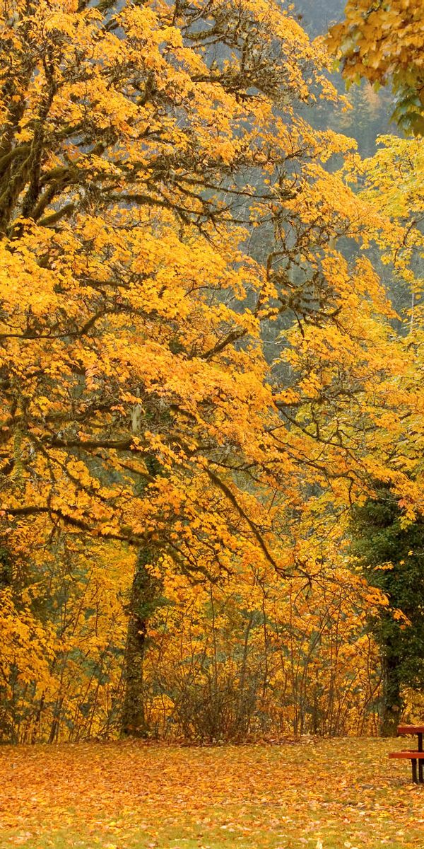 Beautiful fall scenery in Newhalem, Washington - perfect phone wallpaper