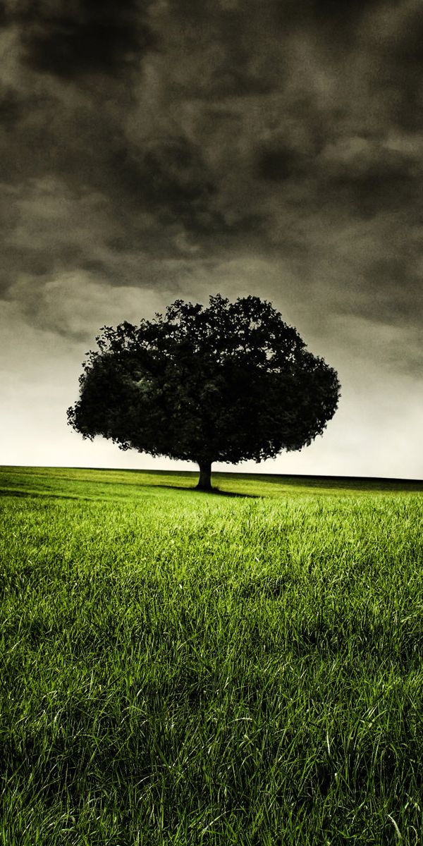 Phone wallpaper: Trees, Tree, Earth free download
