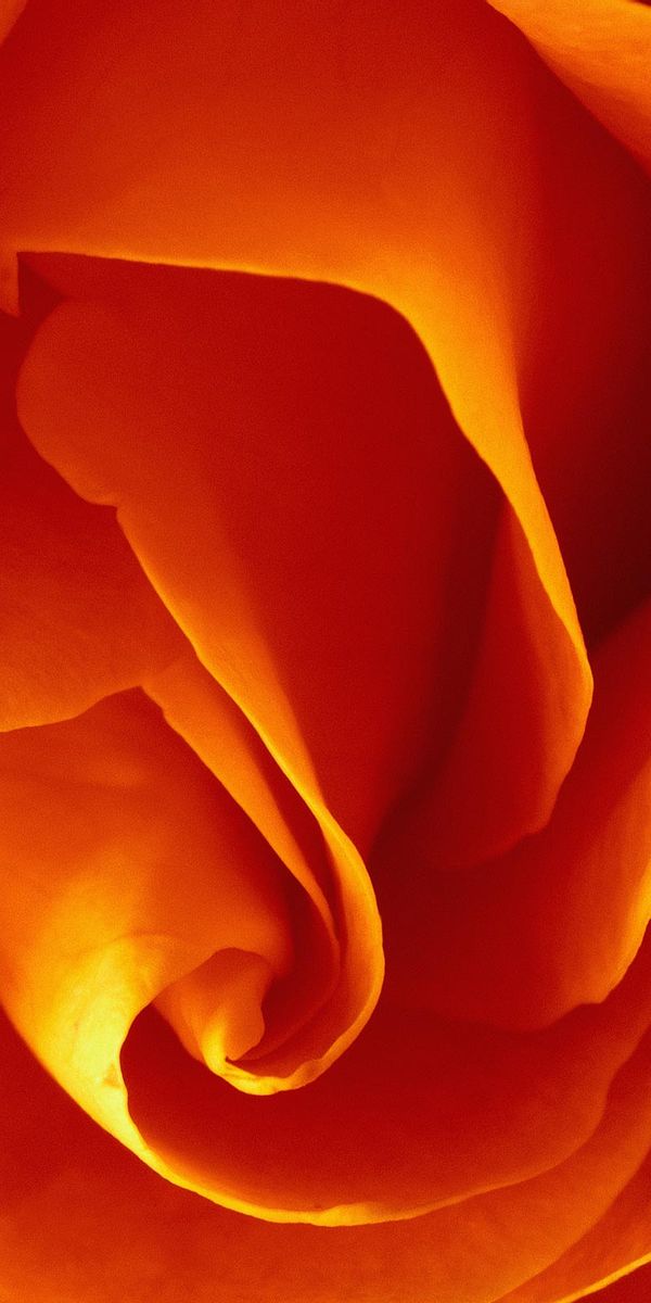Close-Up of a Vibrant Orange Rose