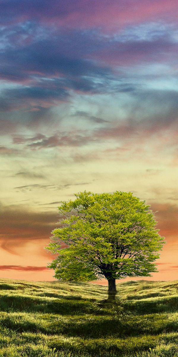 Breathtaking 4K Phone Wallpaper Featuring a Lush Green Tree at Sunset