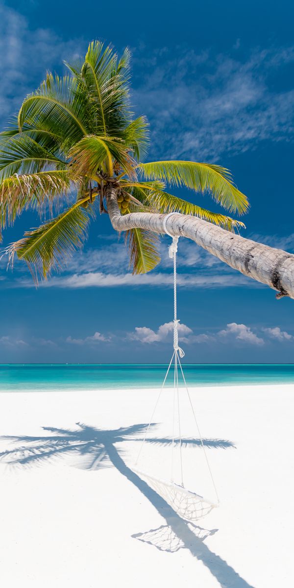 Tropical Beach with Palm Tree and Crystal Clear Sea