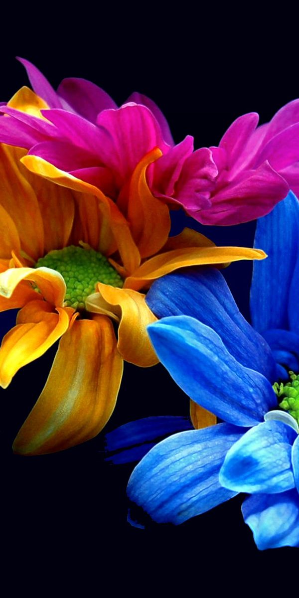 Colorful Flower Arrangement for Mobile Wallpaper