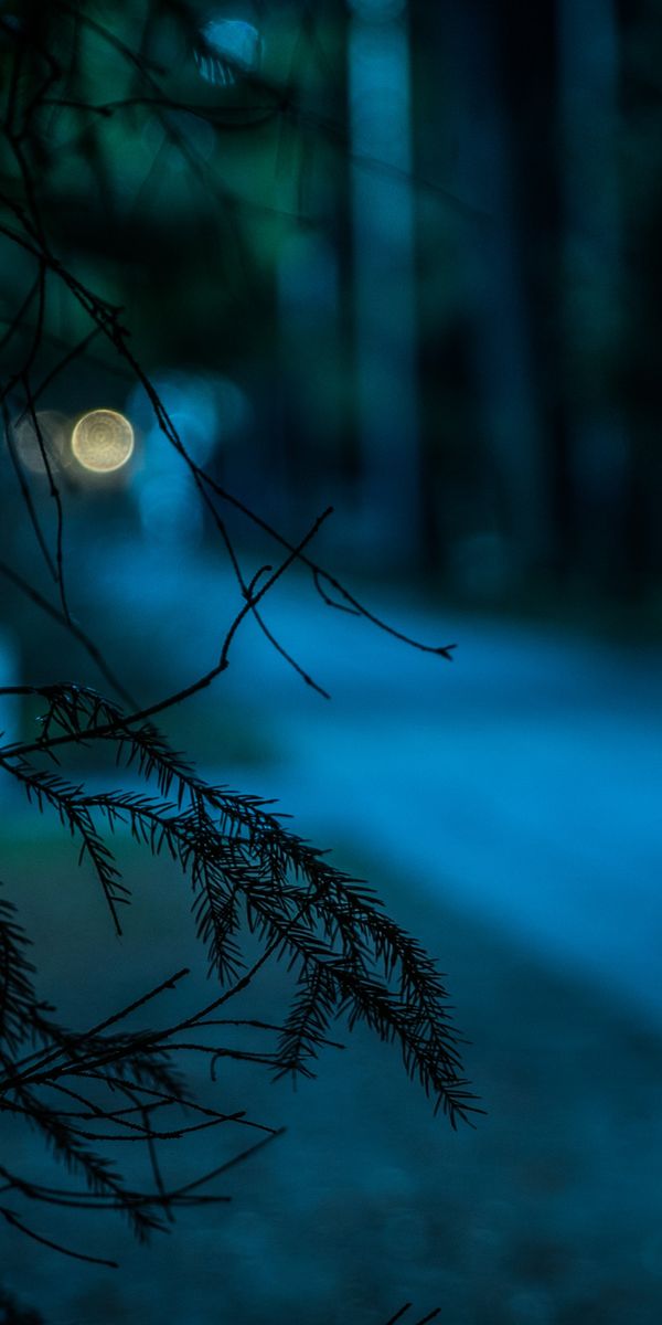 Dark Bokeh Wallpaper Featuring Branch and Needle Elements