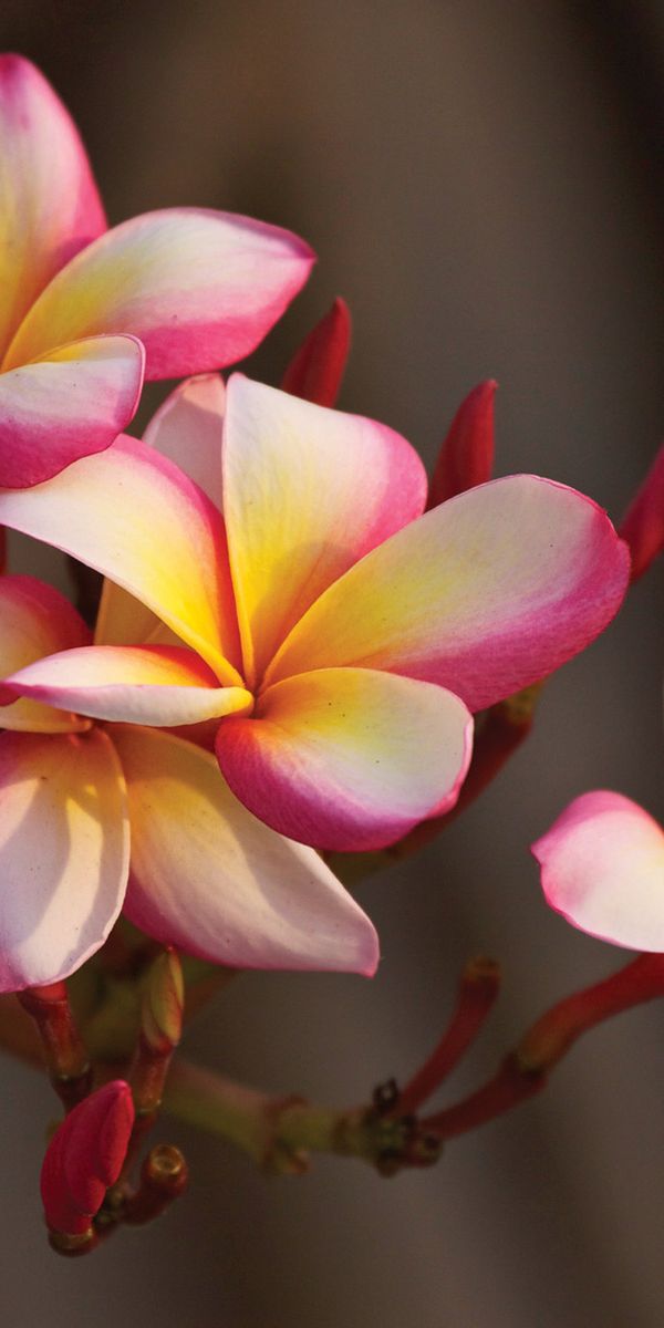 Phone wallpaper: Frangipani, Flowers, Earth free download