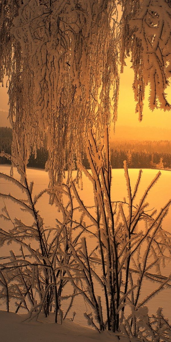 Phone wallpaper: Winter, Sunset, Snow, Tree, Earth free download
