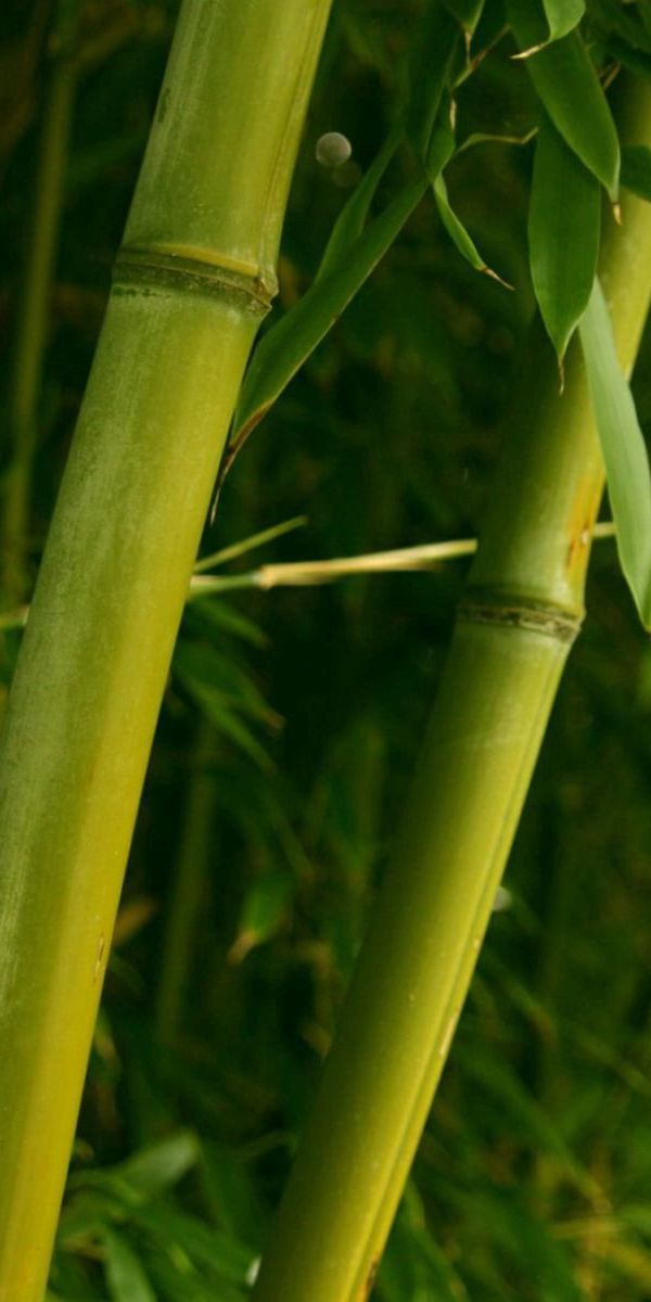 Phone wallpaper: Nature, Stems, Leaves, Bamboo free download