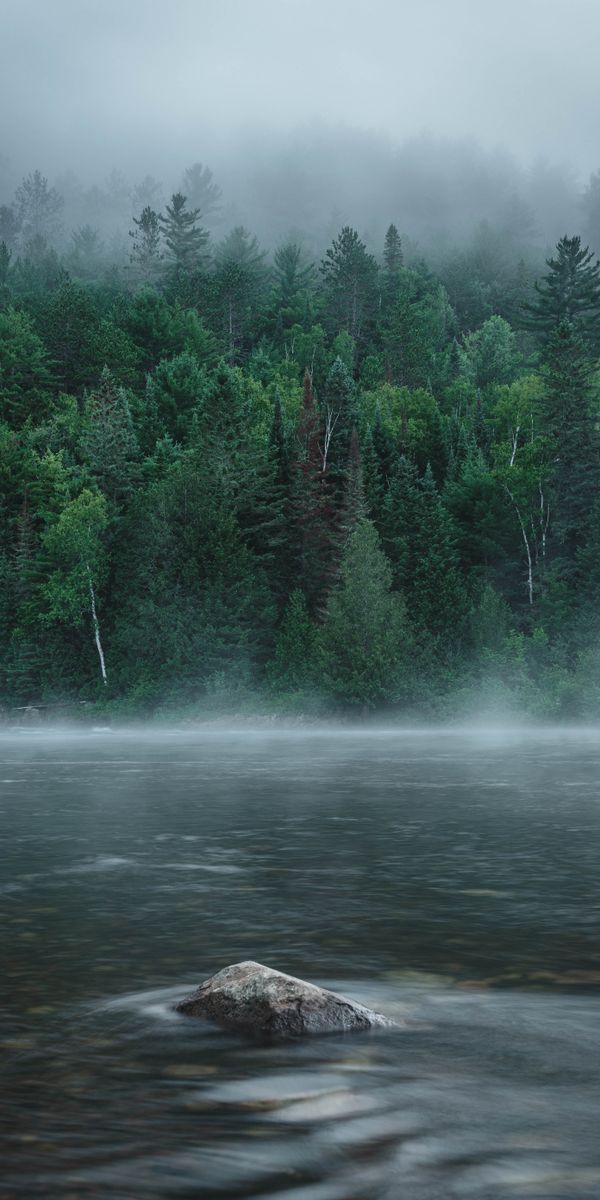 Phone wallpaper: Rock, Rivers, Fog, Stone, Forest, Trees, Nature free download