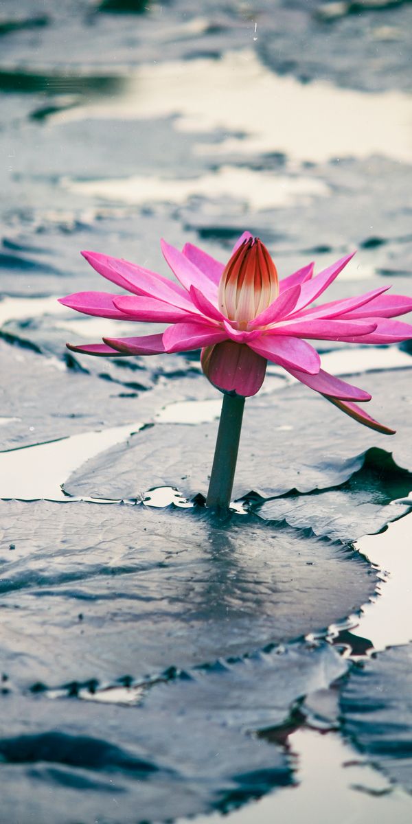 Beautiful Pink Lotus Flower on Water Surface