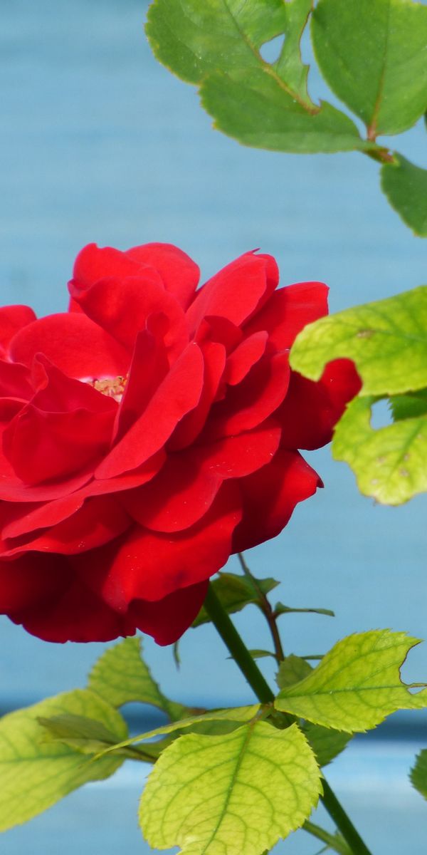 Phone wallpaper: Flowers, Petals, Bud, Flower, Rose Flower, Rose free download