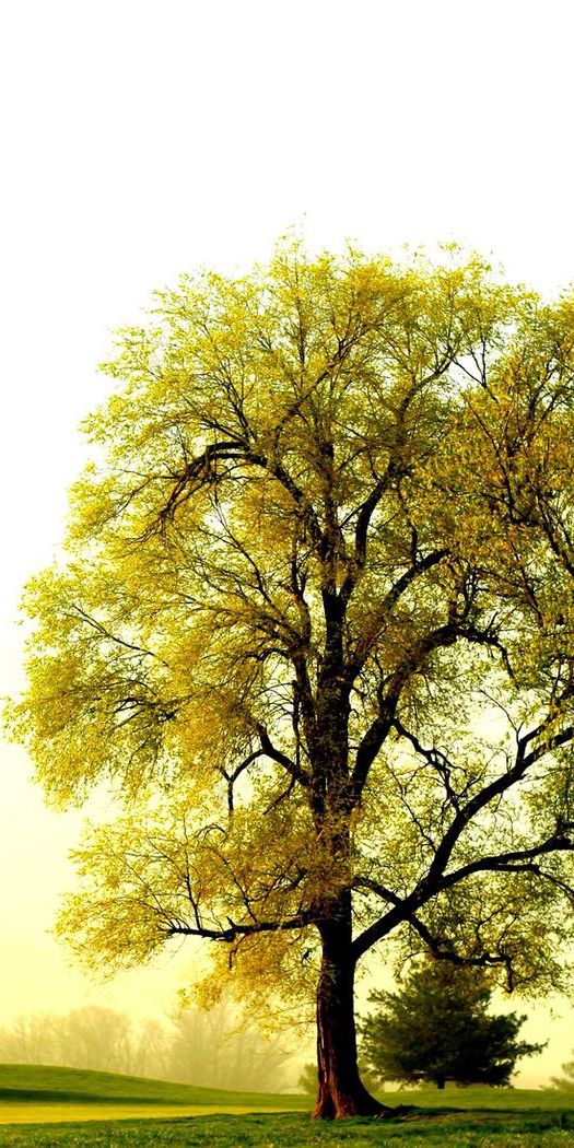 Breathtaking Ultra HD mobile wallpaper featuring tranquil trees and nature