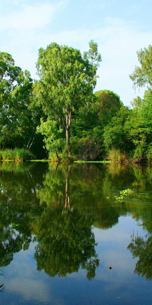 Phone wallpaper: Trees, Nature, Reflection, Rivers, Summer free download