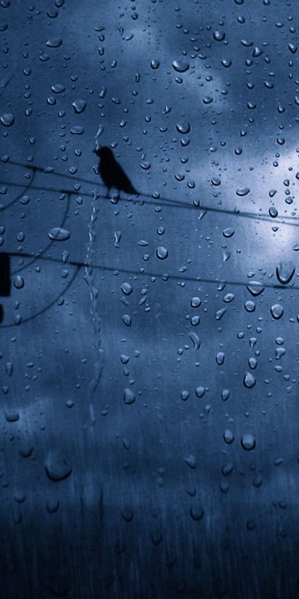 Mysterious Dark Bird Silhouette with Raindrops on a Cloudy Sky