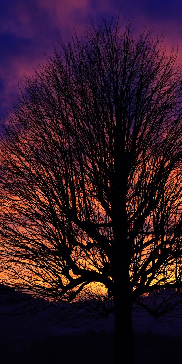 Phone wallpaper: Trees, Sunset, Sky, Silhouette, Tree, Earth, Cloud free download