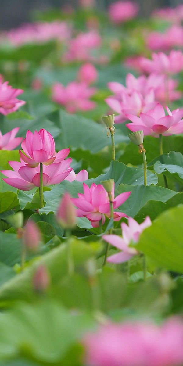 Phone wallpaper: Nature, Flowers, Lotus, Flower, Blur, Leaf, Earth, Pink Flower free download
