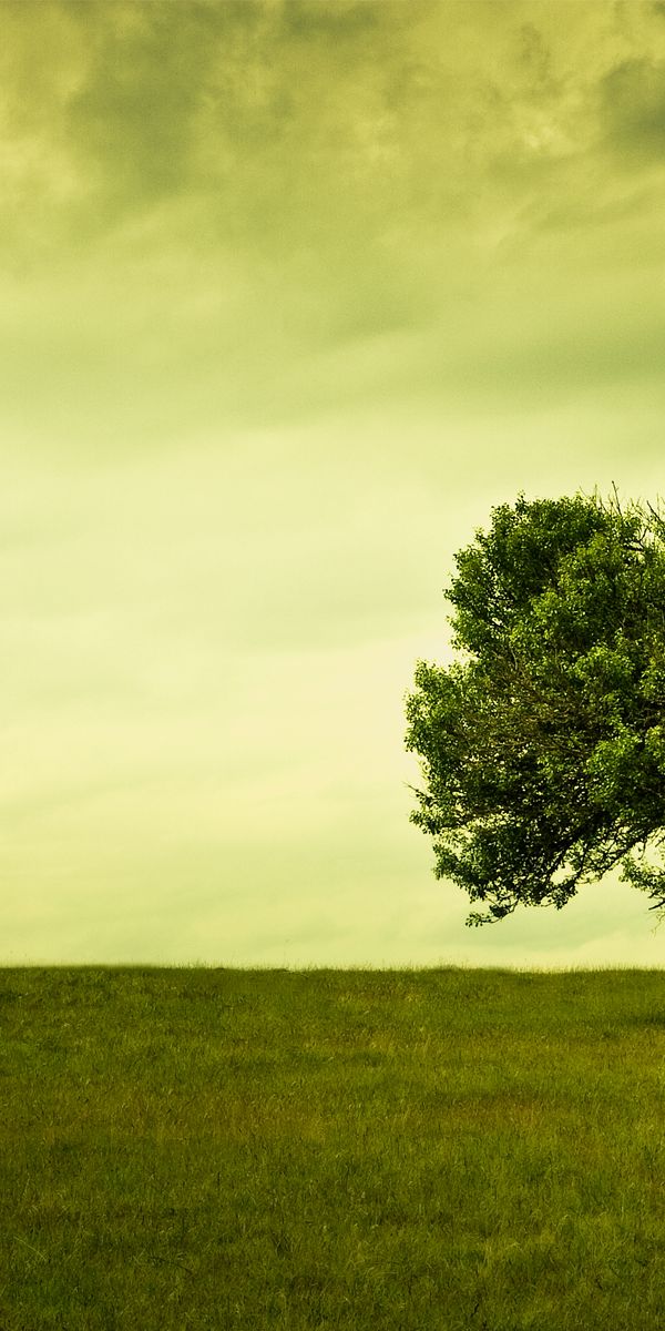 Beautiful green tree and field wallpaper for iPhone - Nature's Calm