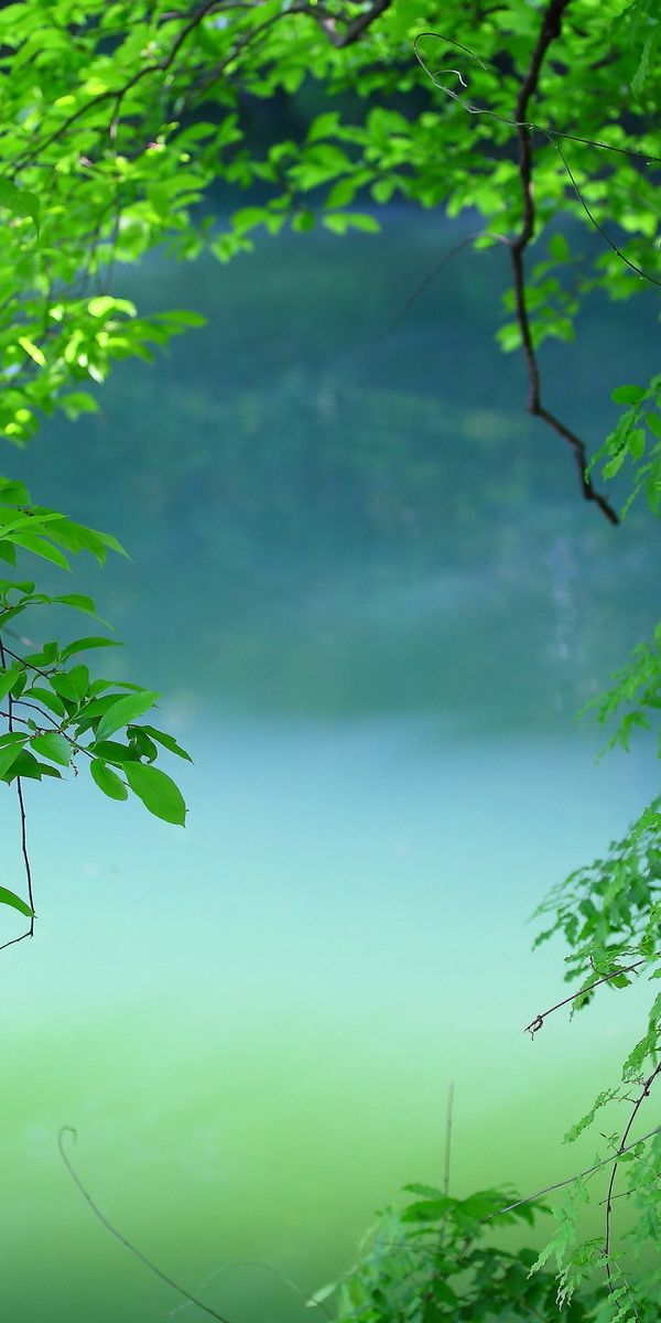 Lush Green Trees by a Tranquil Water Surface