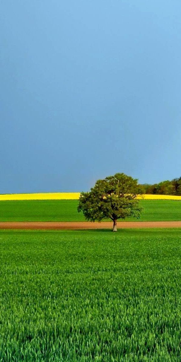 Ultra HD Rainbow and Lush Green Meadow with a Lone Tree