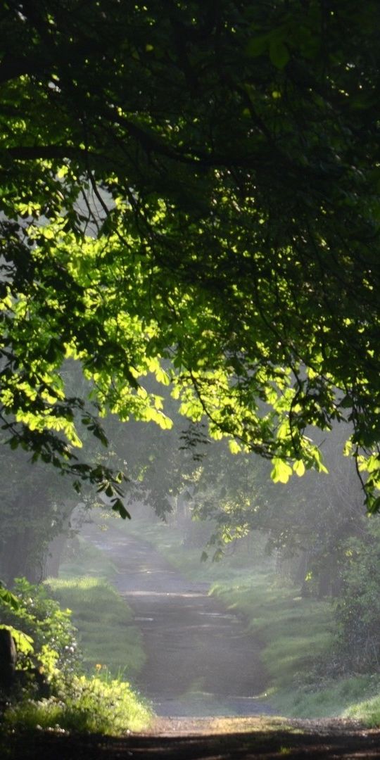 Phone wallpaper: Trees, Landscape free download