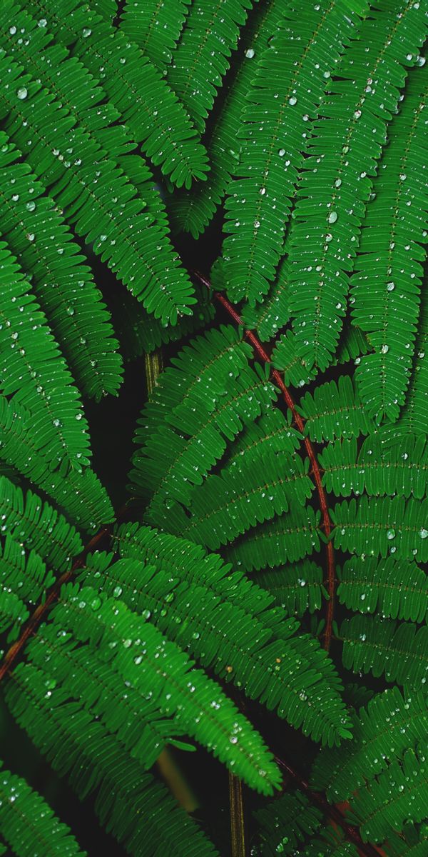 Vibrant Green Fern Leaves with Water Drops