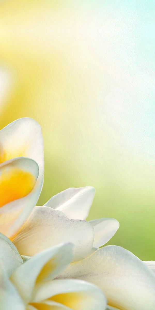 Beautiful Frangipani Flowers Wallpaper in 4K for Your Phone