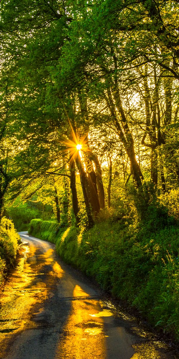 Enchanting forest path wallpaper: sunlight beams through trees