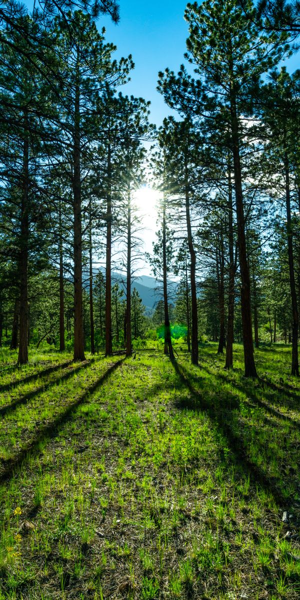Breathtaking mobile wallpaper of a pine forest with sunlight and mountains