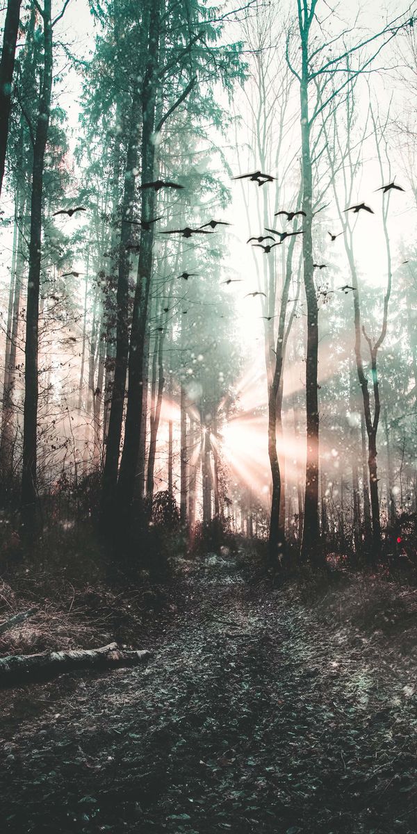 Phone wallpaper: Trees, Forest, Nature, Fog, Mystical, Mystic, Birds free download