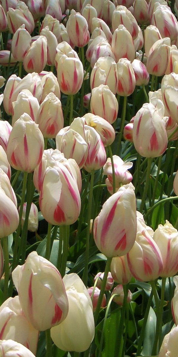 Phone wallpaper: Mottled, Lot, Flowers, Buds, Variegated, Tulips free download