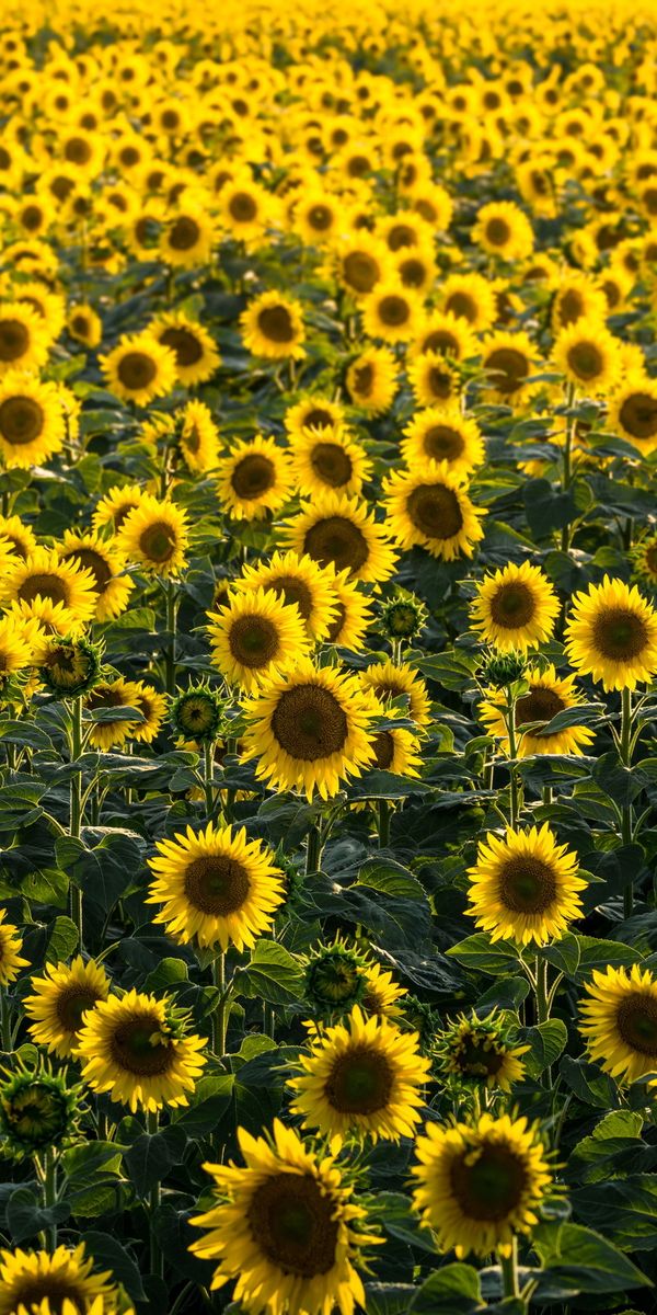 Vibrant Sunflower Field Wallpaper for Nature Lovers