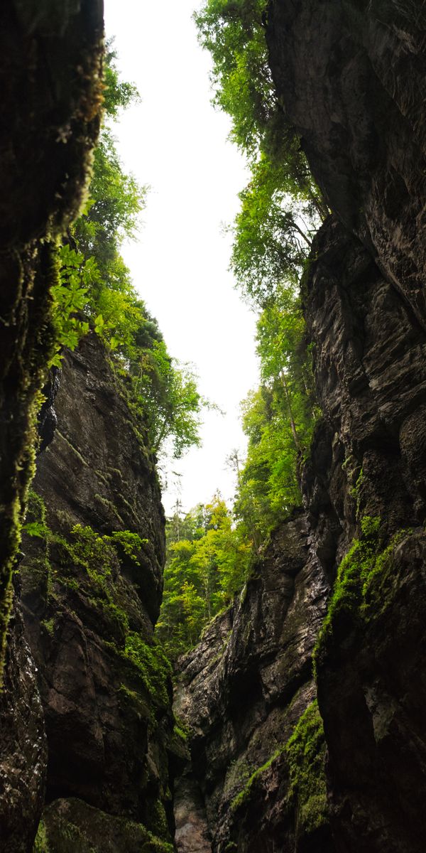 Phone wallpaper: Gorge, Trees, Nature, Rocks, Mountains free download