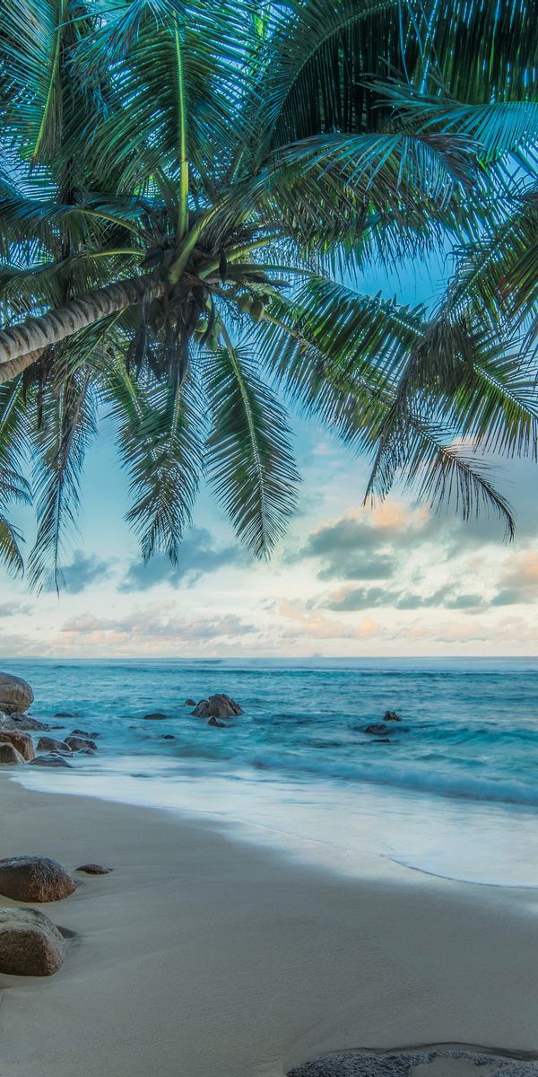 Tropical Beach Wallpaper: Palm Trees and Ocean Horizon in 4K Quality