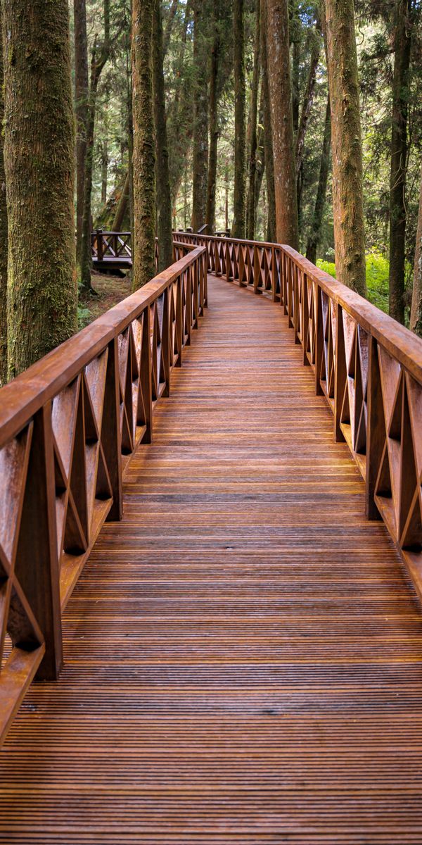 Explore the Tranquil Bridge in the Lush Forest