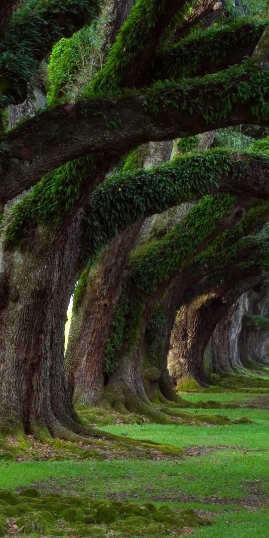 Enchanting Tree-Lined Park Featuring Vibrant Moss and Grass