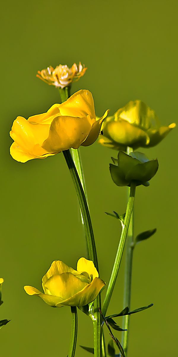 Stunning Yellow Buttercup Flowers on a Green Background