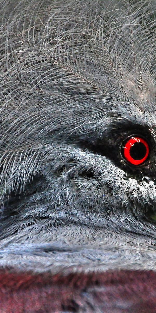 Phone wallpaper: Birds, Bird, Beak, Blur, Animal, Pigeon, Red Eyes free download