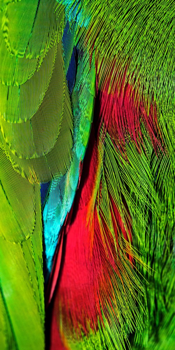 Multicolored Iridescent Feather Phone Wallpaper - HD Quality for Stunning Displays