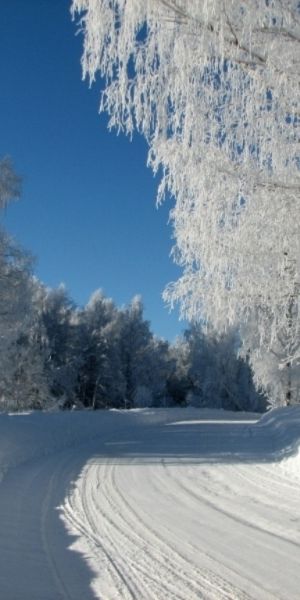 Breathtaking Winter Landscape with Blue Skies and Snow-Covered Trees