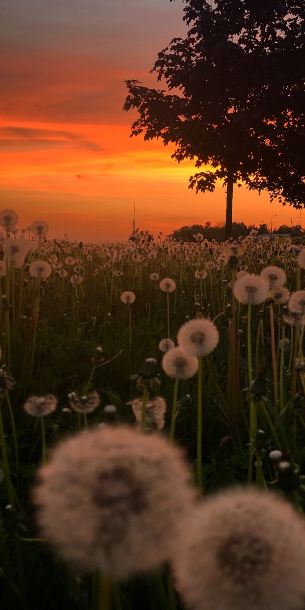 Breathtaking Sunset with Dandelions in Bloom