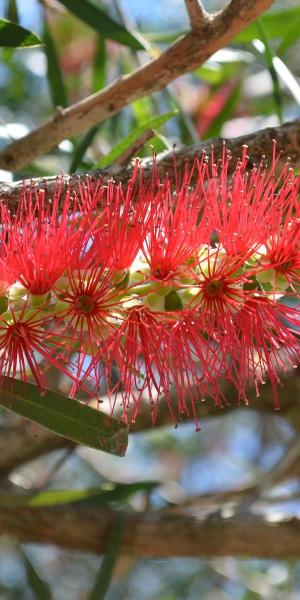 Phone wallpaper: Bottlebrush, Red Flower, Branch, Blur, Flowers, Nature, Flower, Earth free download