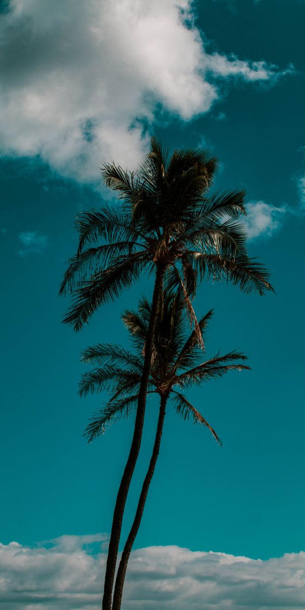 Tropical Palm Trees Under a Bright Sky