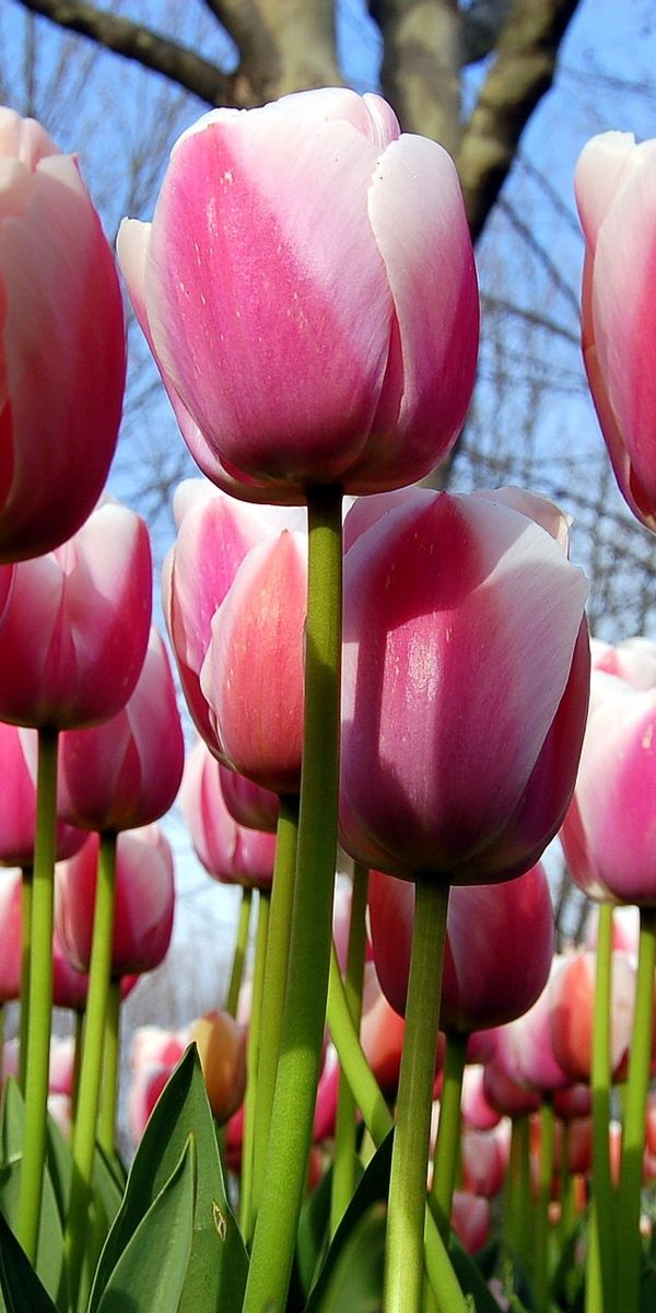 Phone wallpaper: Tulips, Flowers, Spring, Sky, Trees free download